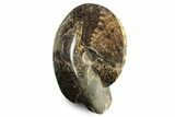Ammonite (Placenticeras) Fossil - Eastern Montana #242363-1